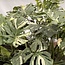 Thai Constellation Variegata XXL ø19