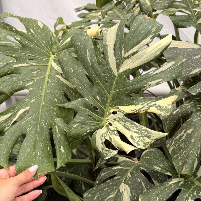 Thai Constellation Variegata XXL ø19