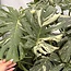 Thai Constellation Variegata XXL ø19