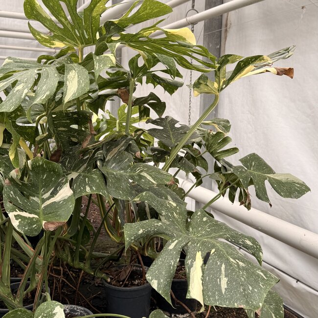 Thai Constellation Variegata XXL ø19