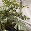 Thai Constellation Variegata XXL ø19