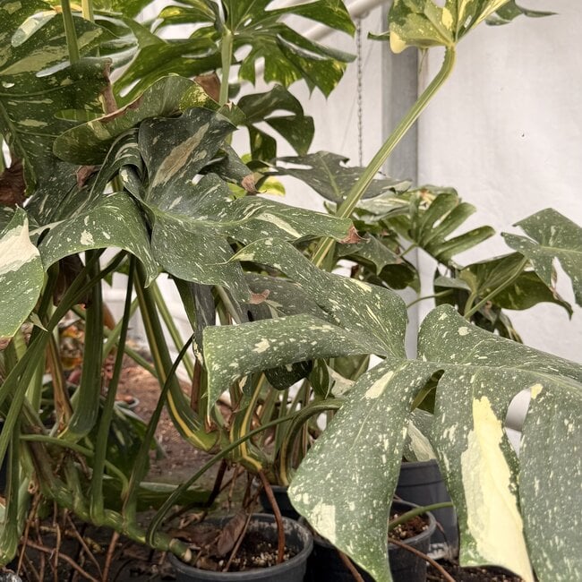 Thai Constellation Variegata XXL ø19