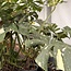 Thai Constellation Variegata XXL ø19