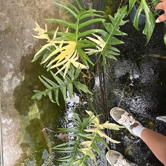 Philodendron Florida Beauty x Tortum Ø15 | Limited Leaves