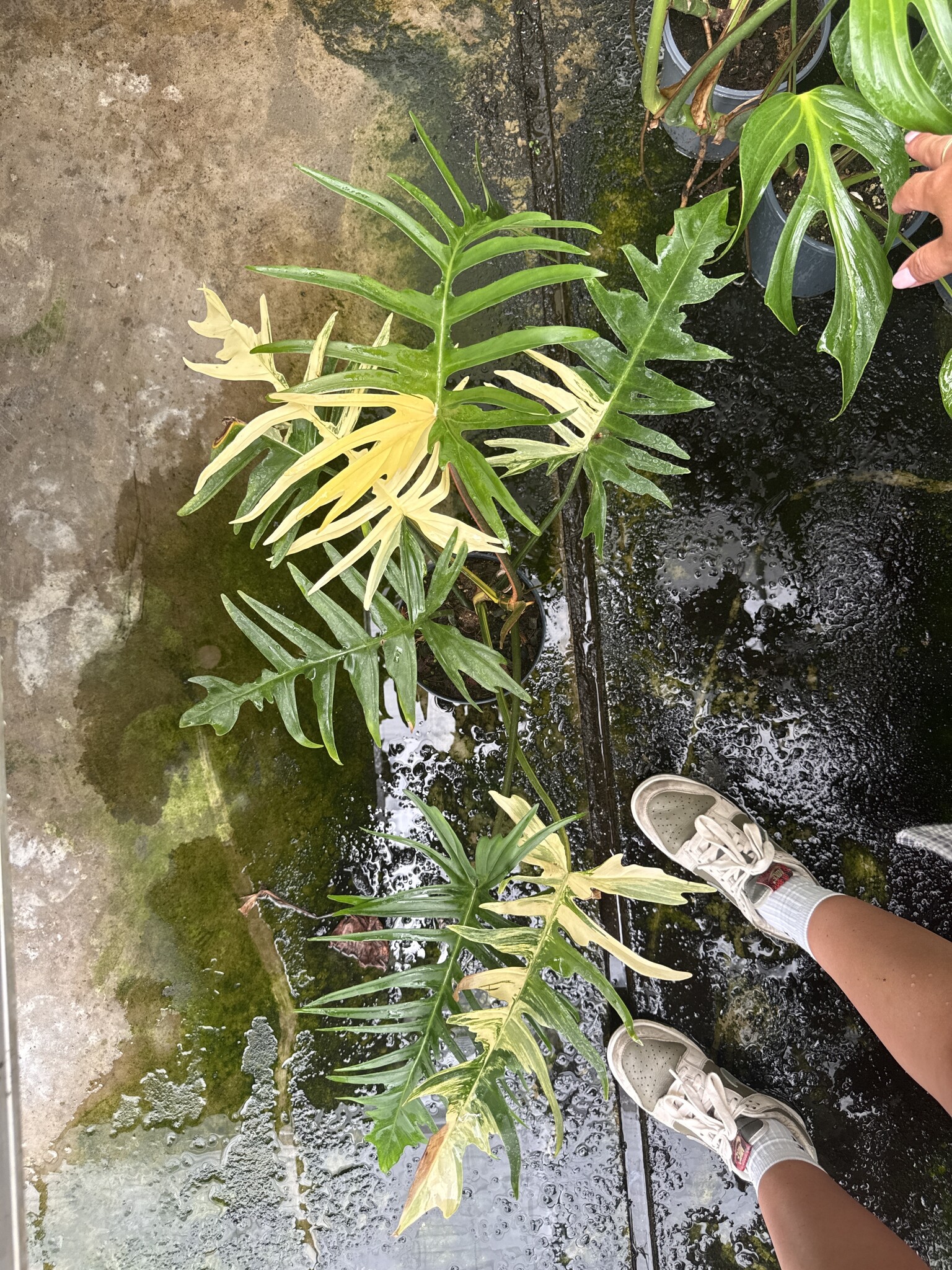 Philodendron Florida Beauty x Tortum Ø15 | Limited Leaves