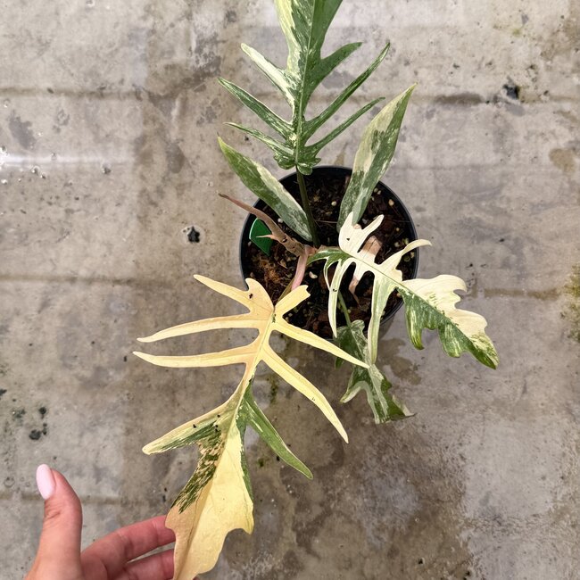 Florida Beauty x Tortum Ø15