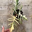 Florida Beauty x Tortum Ø15