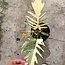 Florida Beauty x Tortum Ø15