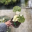 Gloriosum Variegata Tricolor ø14