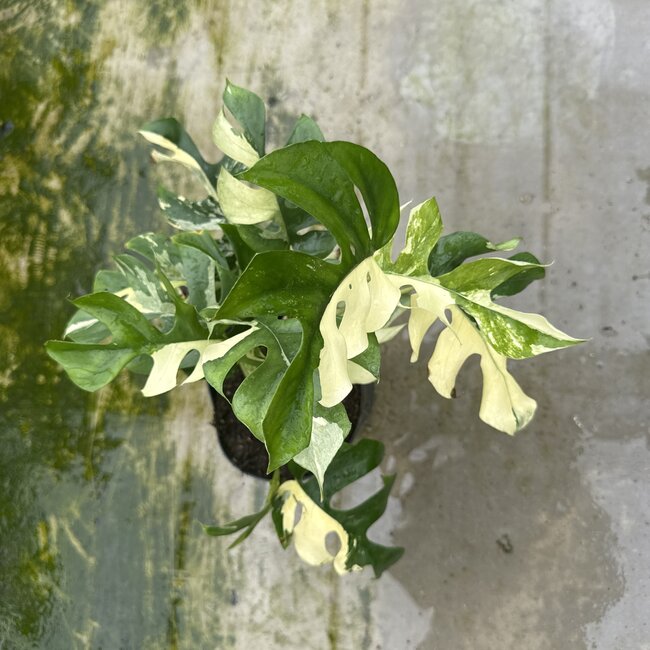 Tetrasperma (Ginny) Albo Variegata Ø15
