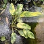 Giganteum Blue Java Aurea Ø19