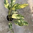 Giganteum Blue Java Aurea Ø19