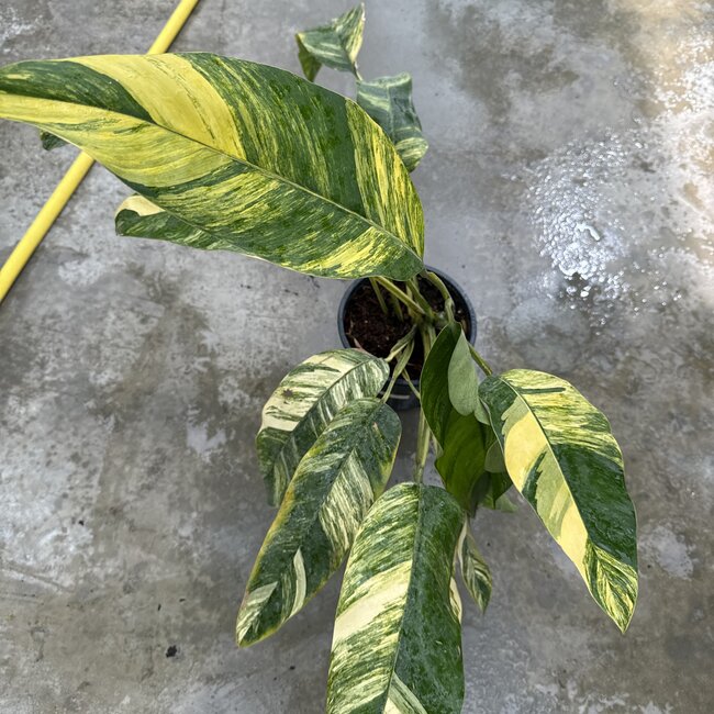 Giganteum Blue Java Aurea Ø19