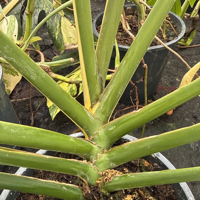 Giganteum Albo White Pearl Ø19