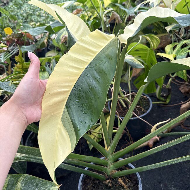 Giganteum Albo White Pearl Ø19