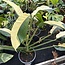 Giganteum Albo White Pearl Ø19