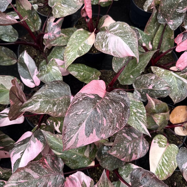 Pink Galaxy Ø14