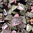 Pink Galaxy Ø14