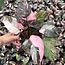 Pink Galaxy Ø14