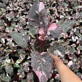 Philodendron Pink Galaxy Ø14