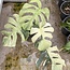 Jungle Mint Ø19
