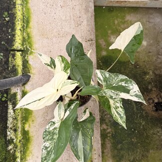 Syngonium Albo Variegata ø14