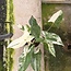 Albo Variegata ø14