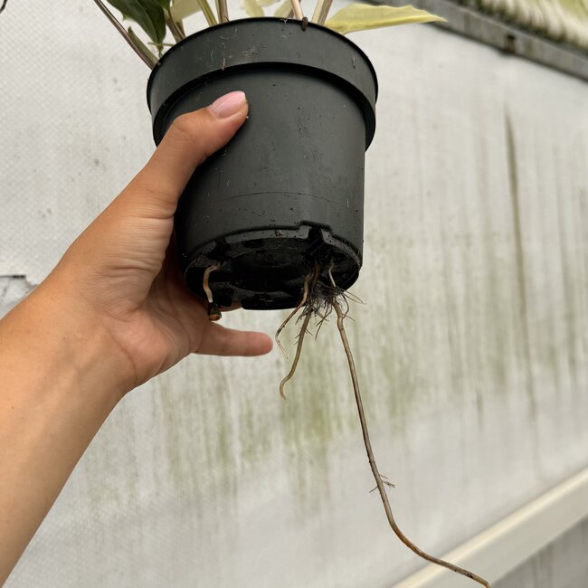 Albo Variegata ø14