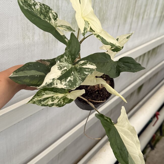 Albo Variegata ø14