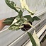 Albo Variegata ø14