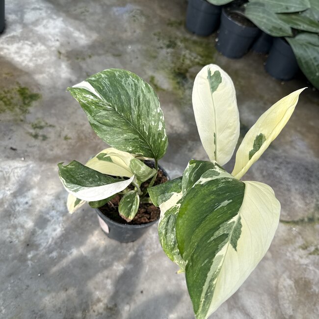 Acacoyaguensis Albo ø14