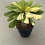 Insignis "Hawaii Palm" Variegata