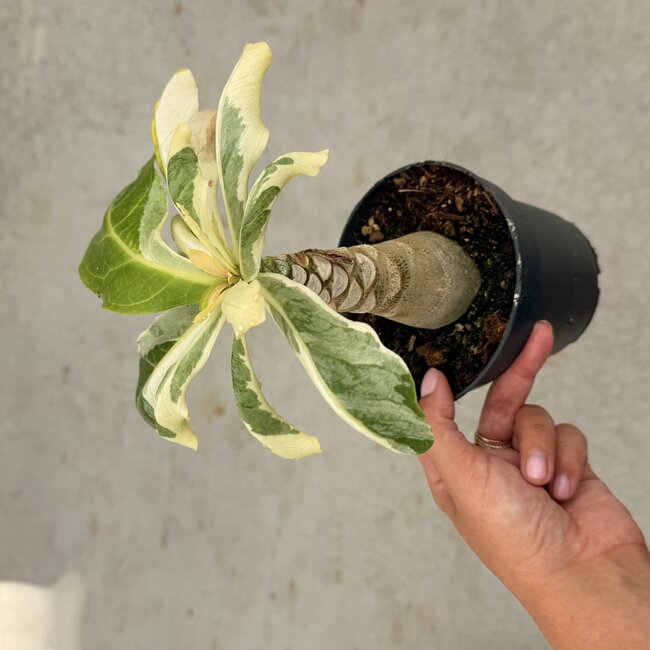 Insignis "Hawaii Palm" Variegata
