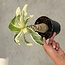 Insignis "Hawaii Palm" Variegata