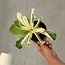 Insignis "Hawaii Palm" Variegata