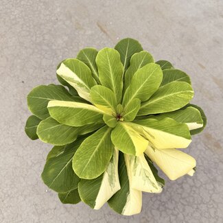 Brighamia Insignis "Hawaii Palm" Variegata
