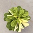 Insignis "Hawaii Palm" Variegata
