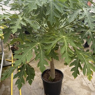 Papaya Fruit Tree