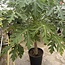 Fruit Tree