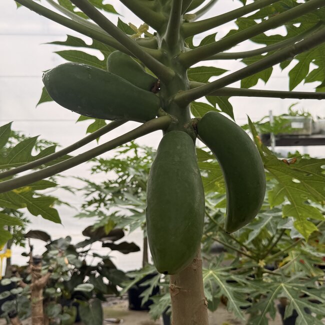 Fruit Tree