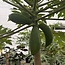 Fruit Tree