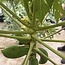 Fruit Tree