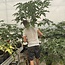 Fruit Tree
