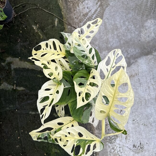 Adansonii Tricolor Variegata Ø14