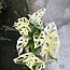 Adansonii Tricolor Variegata Ø14