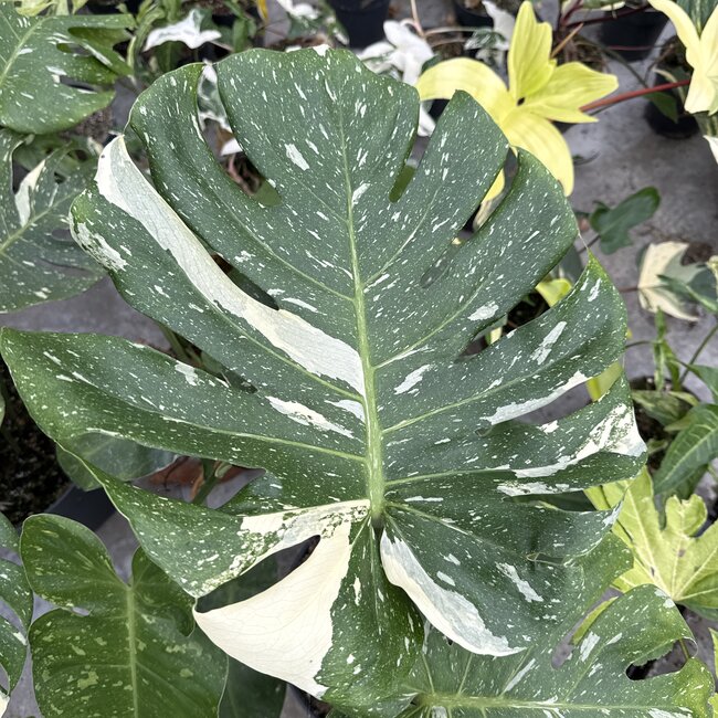 Thai Constellation Variegata XXL ø19