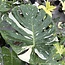 Thai Constellation Variegata XXL ø19