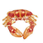 CRAB 25 CM