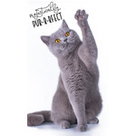 Katze Purrfect Handtuch, Gesichtstuch 30*50cm
