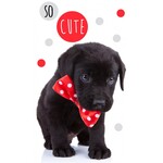 Hund Cute Handtuch, Gesichtstuch 30*50 cm